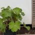 Alchemilla Mollis or Lady