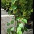 Alchornea Davidii Davids Alchornea 1.5-1.75 m buy online UK.