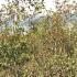 Alnus Glutinosa Common Alder 2.5-3 m buy online UK.