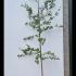 Alnus Glutinosa Common Alder 3-3.5 m buy online UK.