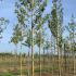 Alnus Glutinosa Common Alder 3.75-4 m buy online UK.