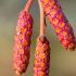 Red cone-like male catkins of Alnus Incana Aurea or Grey Alder Aurea tree in Springtime, Buy online UK