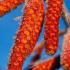 Red cone-like decorative fruit of Alnus Incana Aurea or Grey Alder Aurea