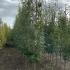 Alnus Incana Laciniata Grey Alder 3-3.5 m buy online UK.