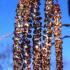 Alnus Spaethii or Spaeth’s Alder, fast growing hybrid alder with straight stem and narrow growth habit. Large leaves purplish when young. 