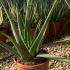 Aloe Vera 30-40 cm buy online UK.