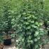 Amelanchier Alnifolia Obelisk 1.75-2 m buy online UK.