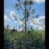 Amelanchier arborea Robin Hill 3-3.5 m buy online UK.