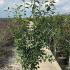 aarh 1.5-1.75 m buy online UK.
