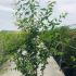 aarh 2-2.5 m buy online UK.
