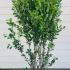 Amelanchier Canadensis Rainbow Pillar 1.75-2 m buy online UK.