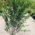 acrp 1.5-1.75 m buy online UK.