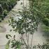 Amelanchier Grandiflora Ballerina 1.25-1.5 m buy online UK.