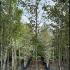 Amelanchier Grandiflora Ballerina 2.5-3 m buy online UK.