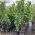 alsf 2-2.5 m buy online UK.