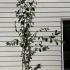 Amelanchier Laevis Snowflakes 1.75-2 m buy online UK.