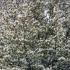 Mature Amelanchier Lamarckii tree, flowering in Spring in London
