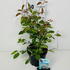amell 40-50 cm buy online UK.