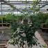 Amelanchier Lamarckii or Snowy Mespilus 1.25-1.5 m buy online UK.
