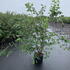 amell 1.5-1.7 m buy online UK.