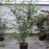amell 2-2.5 m buy online UK.