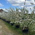 amell 2.5-3 m buy online UK.
