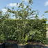 amell 2.5-3 m buy online UK.