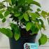 Amelanchier Lamarckii or Snowy Mespilus 60-80 cm buy online UK.