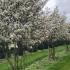 amell 3.5-4 m buy online UK.