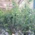 Amelanchier Lamarckii or Snowy Mespilus 1.5-1.75 m buy online UK.