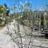 Amelanchier Lamarckii or Snowy Mespilus 1.75-2 m buy online UK.