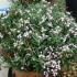 Andromeda Flowering, Shrubs, UK