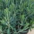 Andromeda Polifolia - Bog Rosemary 10-15 cm buy online UK.