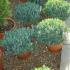 Andromeda, Bog Rosemary, Buy Online UK