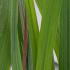 Andropogon Gerardii Red October is a prairie grass that is perfect for soil erosion control, it has very attractive foliage, for sale UK.