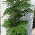 Aralia Elata or Japanese Angelica Tree 1.75-2 m buy online UK.