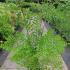 Aralia Elata or Japanese Angelica Tree 1.25-1.5 m buy online UK.