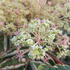 Aralia Elata Variegata or Variegated Japanese Angelica Tree