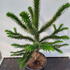arauca 80-100 cm buy online UK.