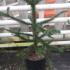Araucaria Araucana Monkey Puzzle Tree 80-100 cm buy online UK.