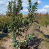 aran 1.5-1.75 m buy online UK.