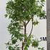 Arbutus Andrachnoides or Hybrid Strawberry Tree 2.25-2.75 m buy online UK.