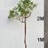 Arbutus Andrachnoides or Hybrid Strawberry Tree 2.5-3 m buy online UK.
