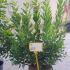 arun 1-1.25 m buy online UK.