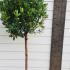 Arbutus Unedo 1.2-1.4 m buy online UK.