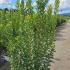 arun 1.25-1.5 m buy online UK.