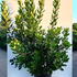 arun 1.5-1.75 m buy online UK.
