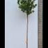Arbutus Unedo 2.7-3 m buy online UK.