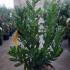 Arbutus Unedo 40-60 cm buy online UK.