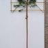 Pleached Arbutus Unedo Tree